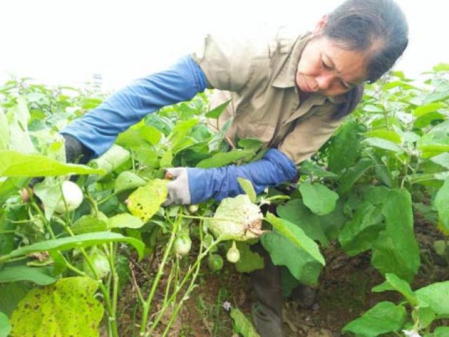 Thị trường - Tiêu dùng - Cà dừa bán chạy "như tôm tươi", thương lái ra ruộng từ bảnh mắt