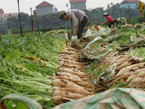 Củ cải, rau… nhổ bỏ: Vì sao? - 2