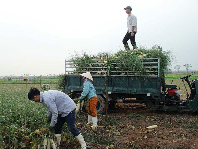 Củ cải, rau… nhổ bỏ: Vì sao? - 3