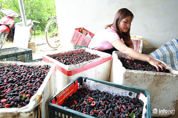 Vườn dâu tằm vùng ven Hà Nội chín rộ cực đẹp mắt, nông dân tất bật trảy bán - 11