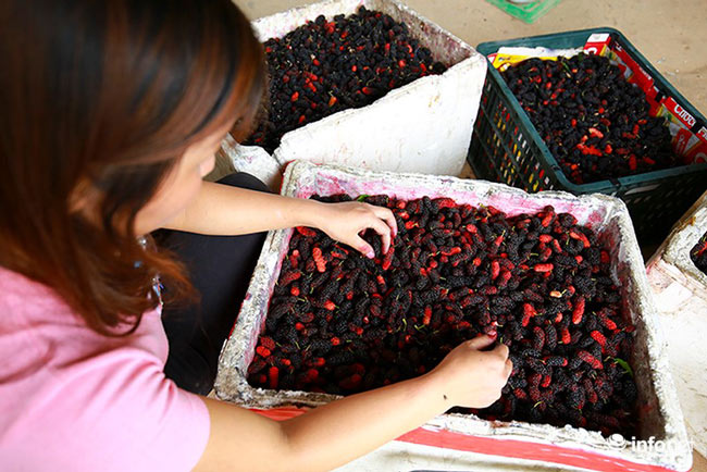 Vườn dâu tằm vùng ven Hà Nội chín rộ cực đẹp mắt, nông dân tất bật trảy bán - 12