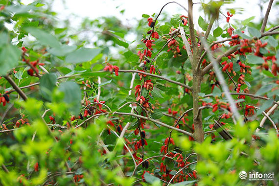 Vườn dâu tằm vùng ven Hà Nội chín rộ cực đẹp mắt, nông dân tất bật trảy bán - 2