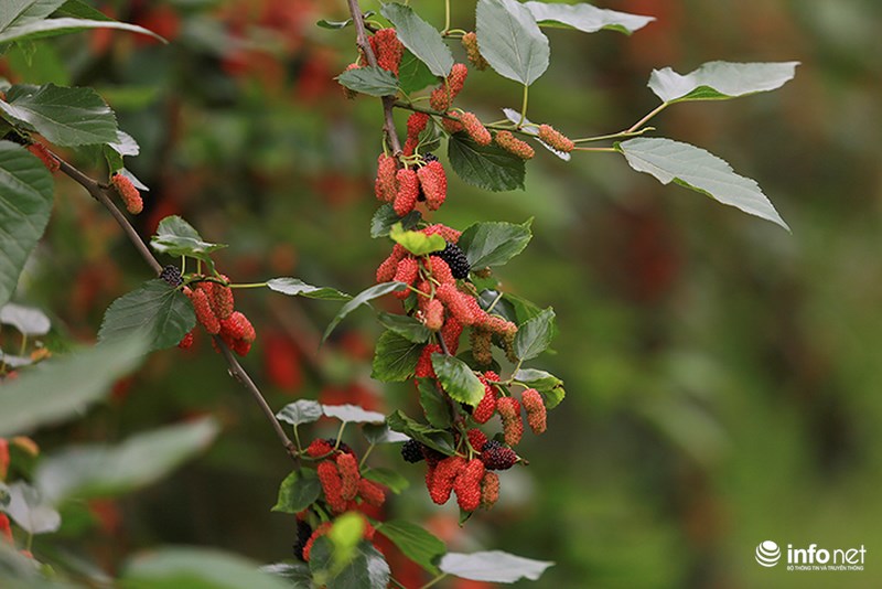 Vườn dâu tằm vùng ven Hà Nội chín rộ cực đẹp mắt, nông dân tất bật trảy bán - 3