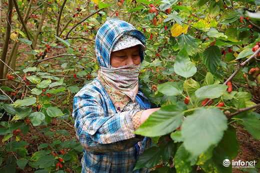 Vườn dâu tằm vùng ven Hà Nội chín rộ cực đẹp mắt, nông dân tất bật trảy bán - 4