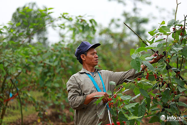 Vườn dâu tằm vùng ven Hà Nội chín rộ cực đẹp mắt, nông dân tất bật trảy bán - 5