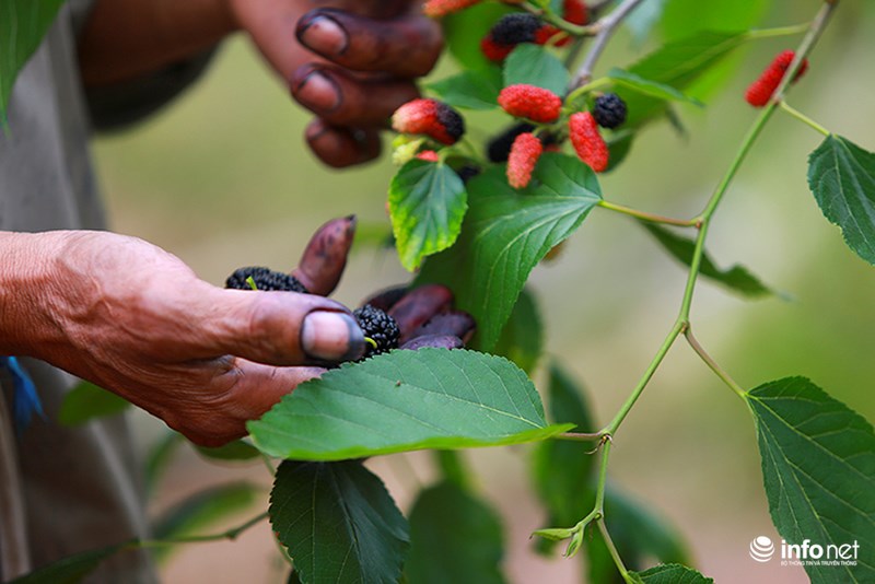 Vườn dâu tằm vùng ven Hà Nội chín rộ cực đẹp mắt, nông dân tất bật trảy bán - 6