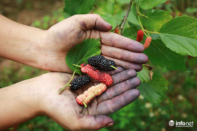 Vườn dâu tằm vùng ven Hà Nội chín rộ cực đẹp mắt, nông dân tất bật trảy bán - 7