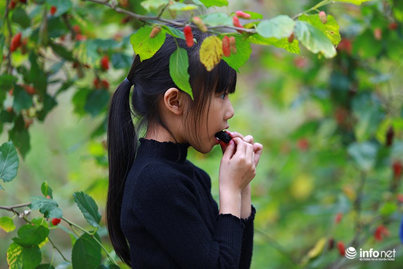 Vườn dâu tằm vùng ven Hà Nội chín rộ cực đẹp mắt, nông dân tất bật trảy bán - 8