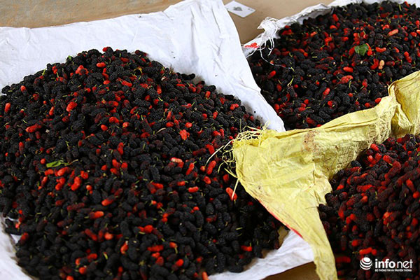 Vườn dâu tằm vùng ven Hà Nội chín rộ cực đẹp mắt, nông dân tất bật trảy bán - 9