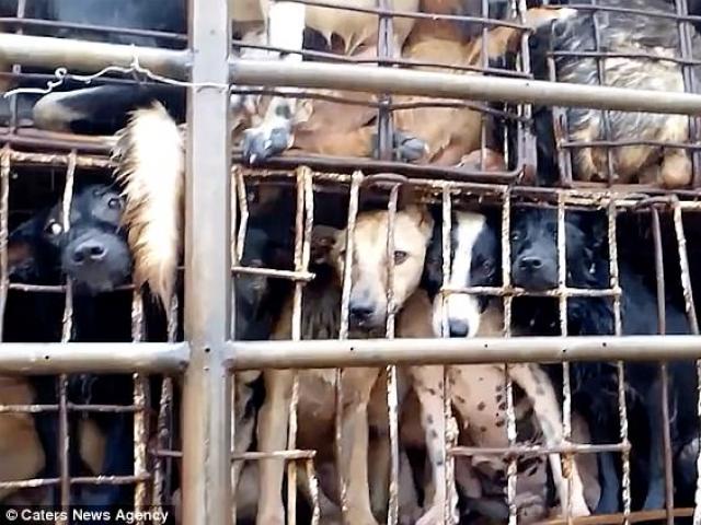 Báo Anh đăng video xe chở đầy chó đi luộc tại Việt Nam