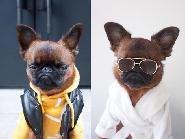 Người mẫu - Hoa hậu - Chú chó nổi tiếng nhờ mặt “hờn cả thế giới” và mặc cực chất