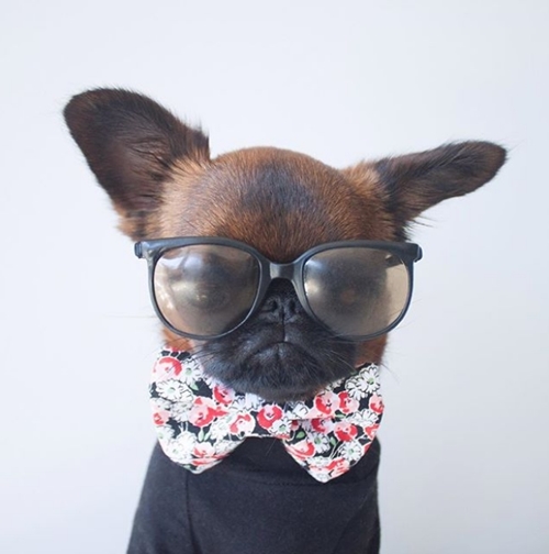 Chú chó nổi tiếng nhờ mặt “hờn cả thế giới” và mặc cực chất - 3