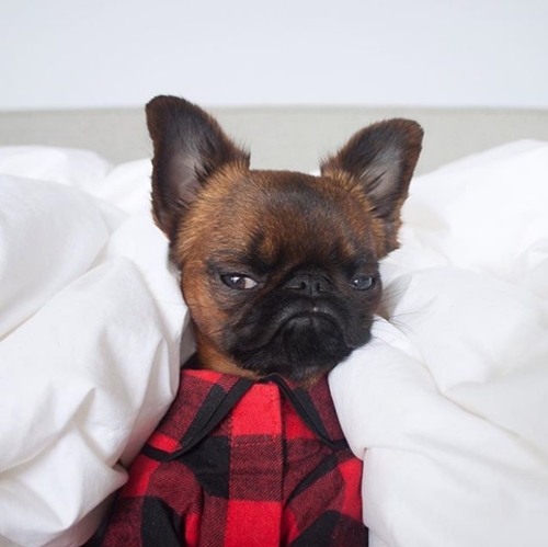 Chú chó nổi tiếng nhờ mặt “hờn cả thế giới” và mặc cực chất - 4