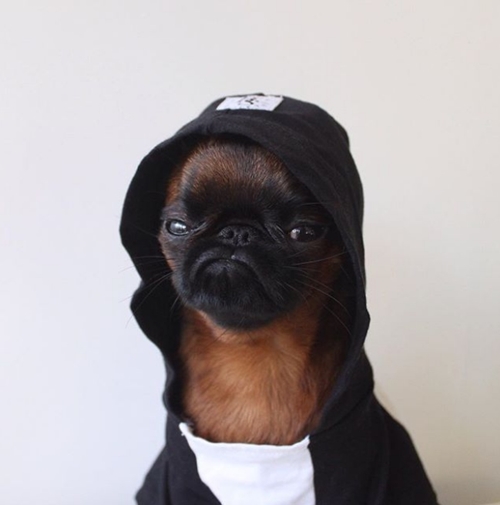 Chú chó nổi tiếng nhờ mặt “hờn cả thế giới” và mặc cực chất - 8