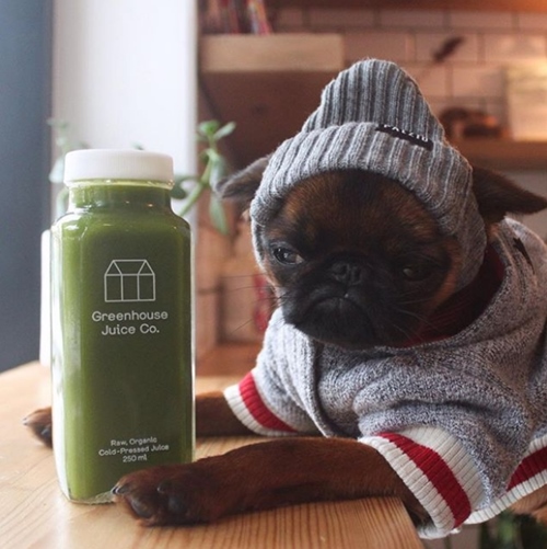 Chú chó nổi tiếng nhờ mặt “hờn cả thế giới” và mặc cực chất - 7