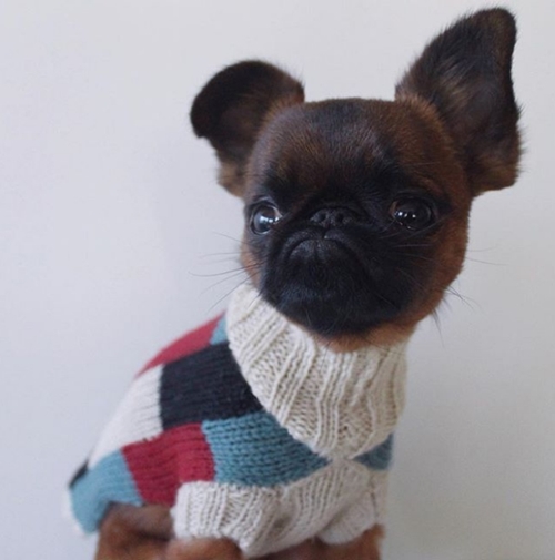 Chú chó nổi tiếng nhờ mặt “hờn cả thế giới” và mặc cực chất - 9