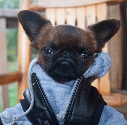 Chú chó nổi tiếng nhờ mặt “hờn cả thế giới” và mặc cực chất - 6