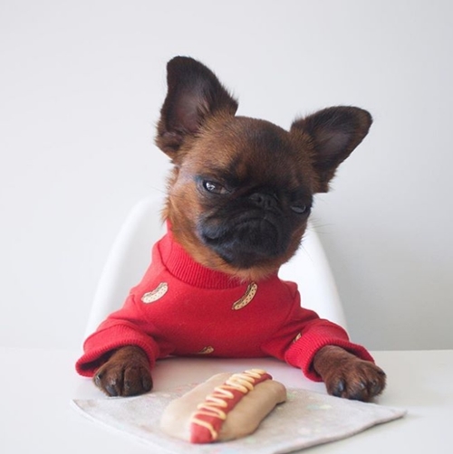 Chú chó nổi tiếng nhờ mặt “hờn cả thế giới” và mặc cực chất - 10