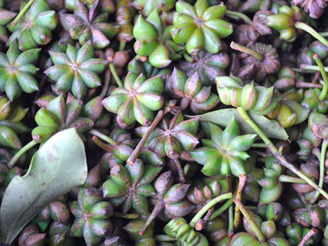 Thị trường - Tiêu dùng - Thơm ngào ngạt, quả sai lúc lỉu: Dân "thủ phủ" hoa hồi thu bộn tiền