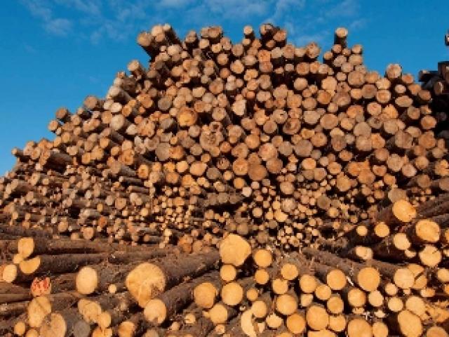 Thị trường - Tiêu dùng - Hoa Kỳ, Trung Quốc bỏ trên 4 tỷ USD nhập khẩu gỗ của Việt Nam