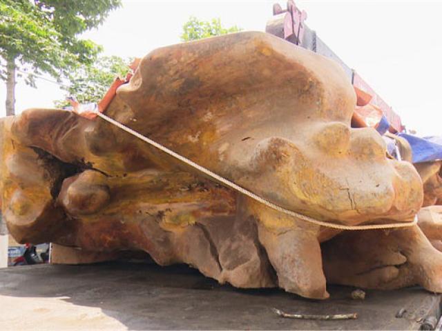 Đồng Tháp: Chiêm ngưỡng gốc cây cổ thụ ”khủng”, giá hơn 2 tỷ đồng