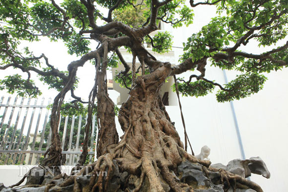 Sanh cổ "nỏ thần" vua Bảo Đại từng chơi giá hàng chục tỷ ở Phú Thọ - 2