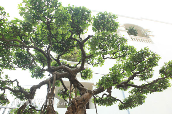 Sanh cổ "nỏ thần" vua Bảo Đại từng chơi giá hàng chục tỷ ở Phú Thọ - 3