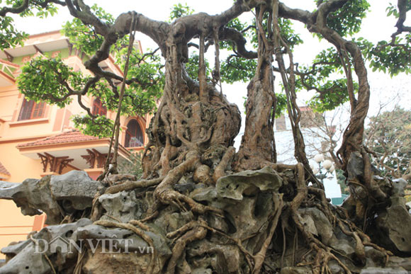 Sanh cổ "nỏ thần" vua Bảo Đại từng chơi giá hàng chục tỷ ở Phú Thọ - 5