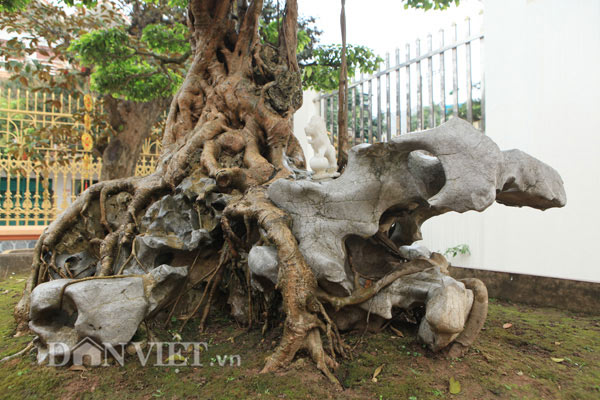 Sanh cổ "nỏ thần" vua Bảo Đại từng chơi giá hàng chục tỷ ở Phú Thọ - 6