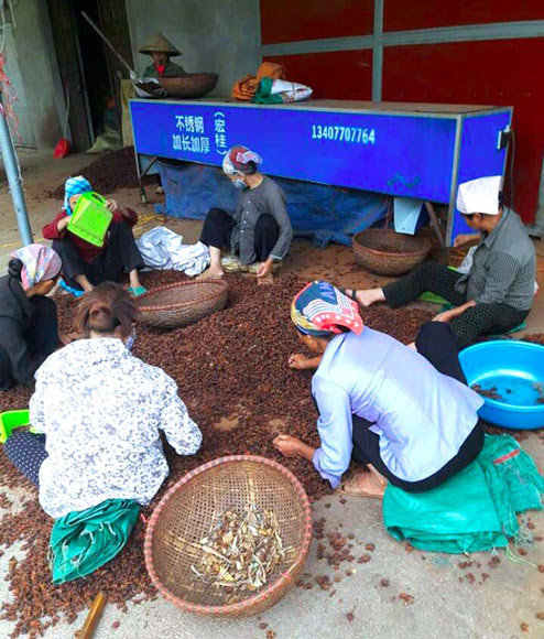 Thơm ngào ngạt, quả sai lúc lỉu: Dân &#34;thủ phủ&#34; hoa hồi thu bộn tiền - 3