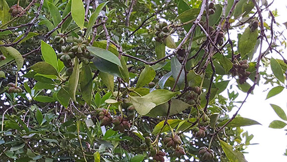 Thơm ngào ngạt, quả sai lúc lỉu: Dân &#34;thủ phủ&#34; hoa hồi thu bộn tiền - 6