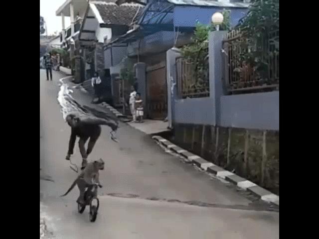 Video Clip Cười - Tránh hết ra cho "đại thánh" đi qua