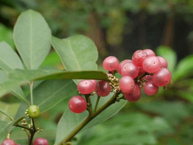 Đoán tên những món ăn, loại quả ”thần thánh” chứa đựng cả bầu trời tuổi thơ