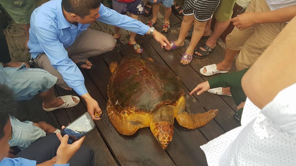 Ra biển đánh cá, bắt được rùa vàng óng nặng 80kg - 2