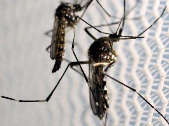 Thế giới - TQ đem radar quân sự đi soi từng con muỗi để cứu triệu người