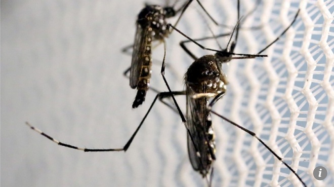 TQ đem radar quân sự đi soi từng con muỗi để cứu triệu người - 1