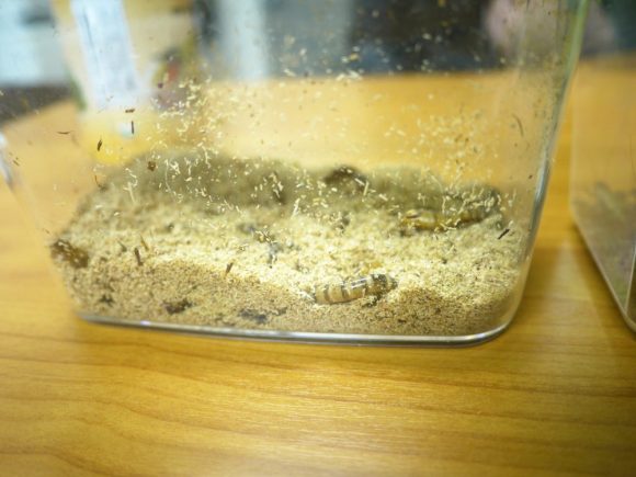 Nồi lẩu lúc nhúc sâu bọ, nhìn thôi đã thấy &#34;lạnh gáy&#34; - 2