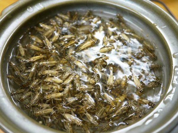 Nồi lẩu lúc nhúc sâu bọ, nhìn thôi đã thấy &#34;lạnh gáy&#34; - 7