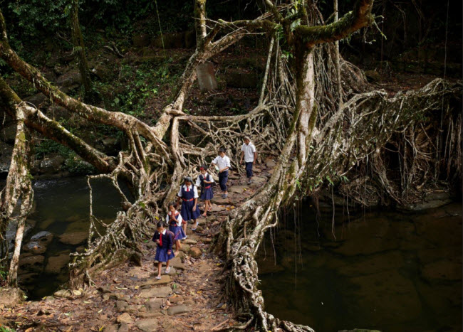 Cầu rễ cây sống, Ấn Độ