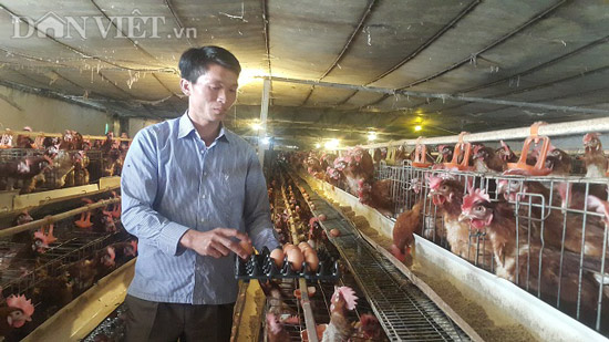 Bỏ phố về quê thuê 14ha đất, nuôi 40.000 gà, vịt, lãi ngót 4 tỷ/năm - 1