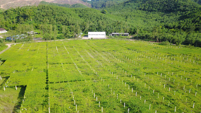 Công dụng tuyệt vời của Gấc - loại quả tới từ thiên đường - 2