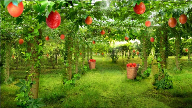 Công dụng tuyệt vời của Gấc - loại quả tới từ thiên đường - 1