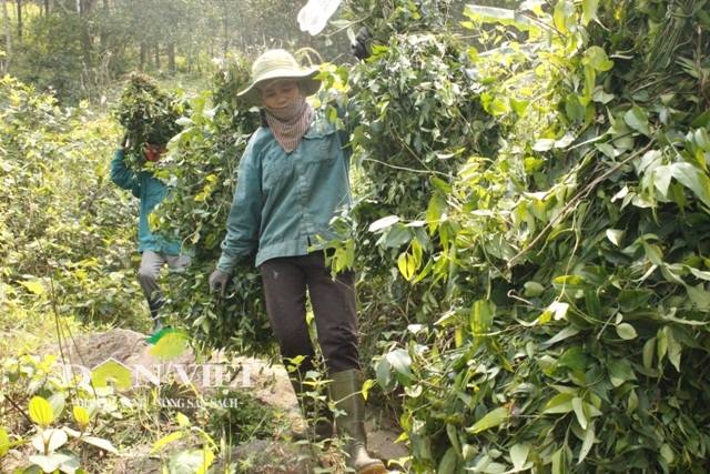 Lá rừng được giá, chị em nườm nượp rủ nhau dậy sớm băng rừng đi hái - 5