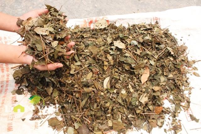Lá rừng được giá, chị em nườm nượp rủ nhau dậy sớm băng rừng đi hái - 6
