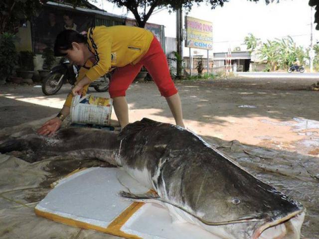 Tin tức trong ngày - Mua được cá lăng khủng to gần gấp đôi người