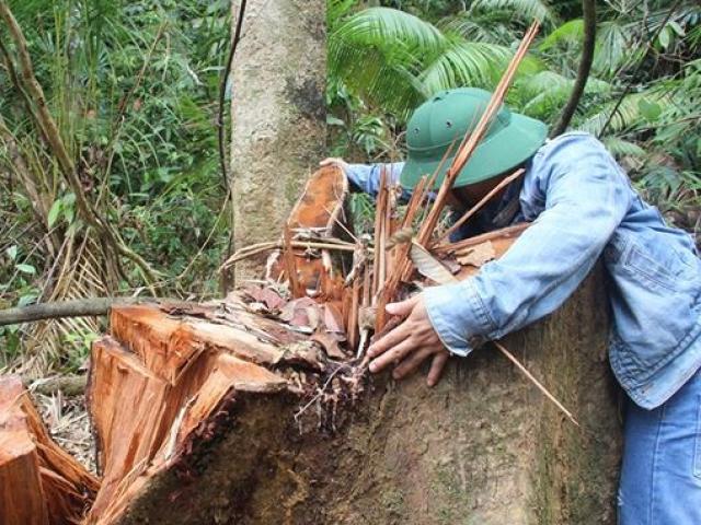 Cận cảnh rừng lim quý hiếm ở Quảng Nam bị tàn sát