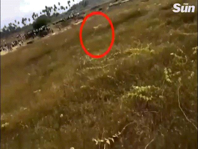 Thế giới - Khoảnh khắc báo khát máu lao vào đám đông cắn xé bừa bãi ở Ấn Độ