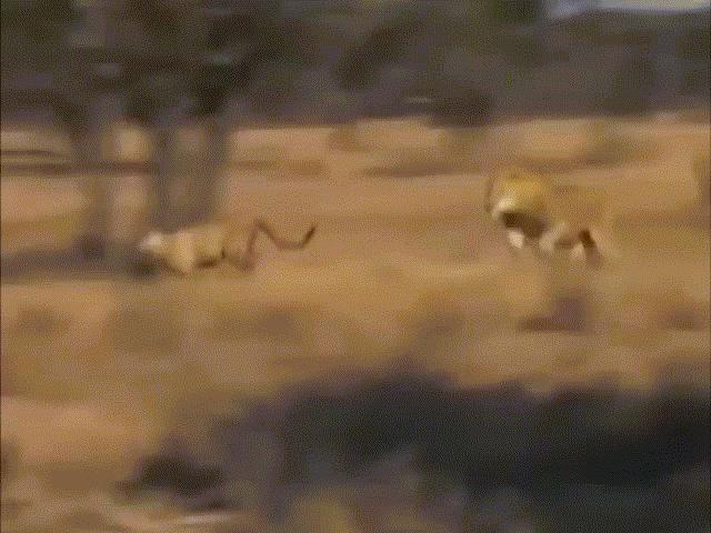 Thế giới - Báo săn "siêu tốc độ" lạc vào lãnh địa sư tử và cuộc đối đầu thảm khốc