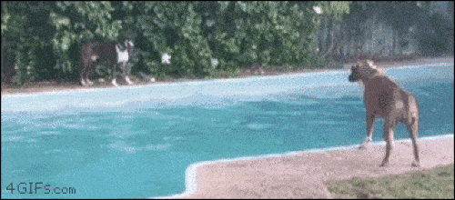 Những chú chó "ngáo ngơ" đến mức chủ nhân cũng lắc đầu ngán ngẩm - 5