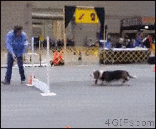 Những chú chó "ngáo ngơ" đến mức chủ nhân cũng lắc đầu ngán ngẩm - 9